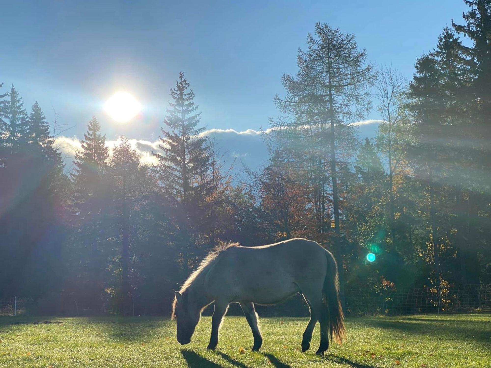 Gosciniec Janowa Gora - Agroturystyka Stronie Śląskie Camera foto