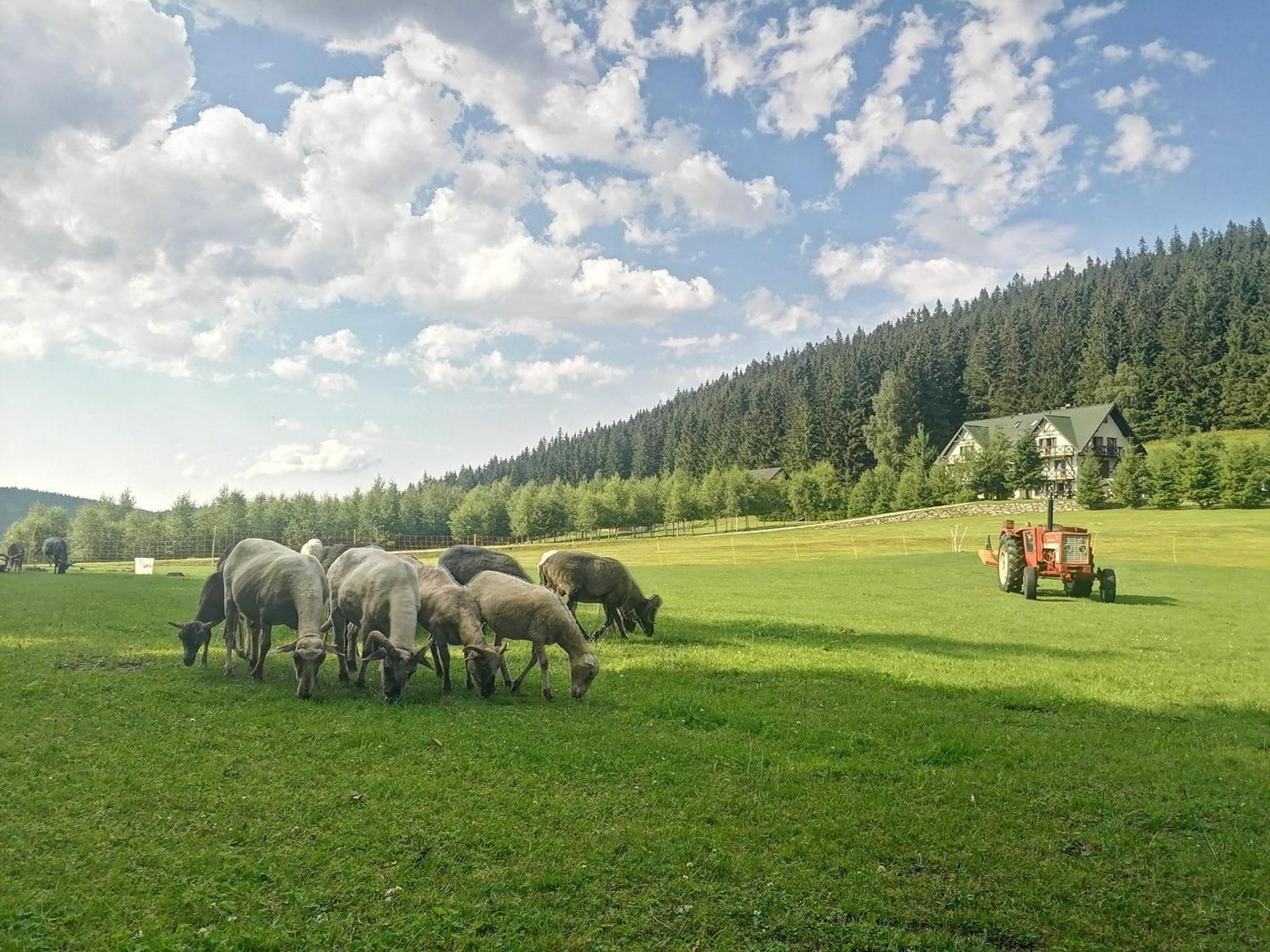 Gosciniec Janowa Gora - Agroturystyka Stronie Śląskie Camera foto